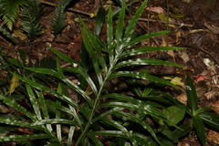 Pteris umbrosa