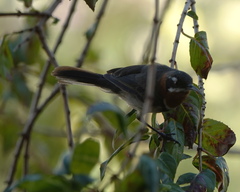 Acanthorhynchus superciliosus
