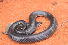 Elapsoidea sundevallii longicauda