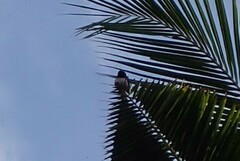 Lonchura leucogastroides