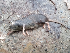 Crocidura
