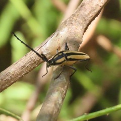 Sphaenothecus trilineatus