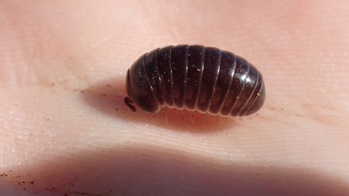Glomeris lugubris
