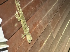 Gekko albofasciolatus