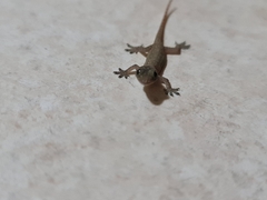 Hemidactylus garnotii