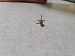 Hemidactylus garnotii