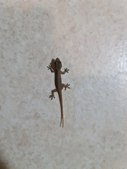 Hemidactylus garnotii