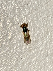 Microchrysa