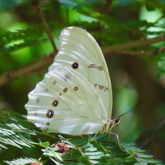 Morpho polyphemus polyphemus