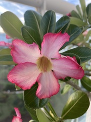 Neriinae