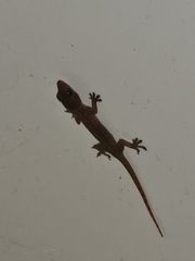 Hemidactylus garnotii