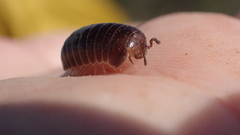 Glomeris lugubris