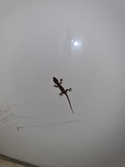 Hemidactylus garnotii