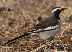 Motacilla maderaspatensis