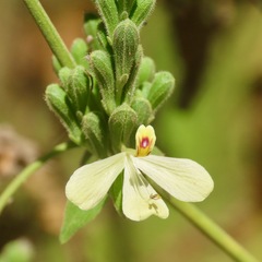 Henrya