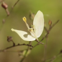 Carlowrightia arizonica