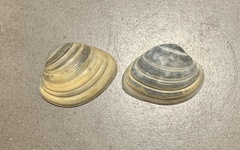 Veneridae