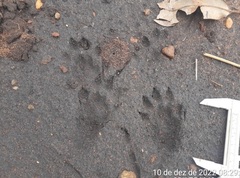 Lontra longicaudis