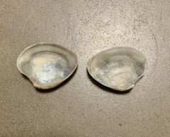 Veneridae