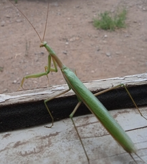 Coptopteryx argentina