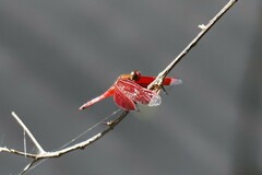 Neurothemis ramburii