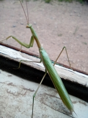 Coptopteryx argentina