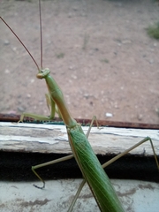 Coptopteryx argentina