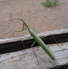 Coptopteryx argentina