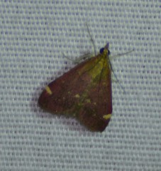 Pyrausta grotei