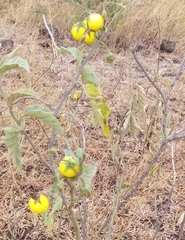 Solanum campylacanthum