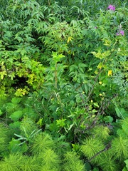 Ribes rubrum