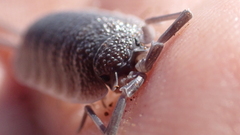 Porcellio hoffmannseggii