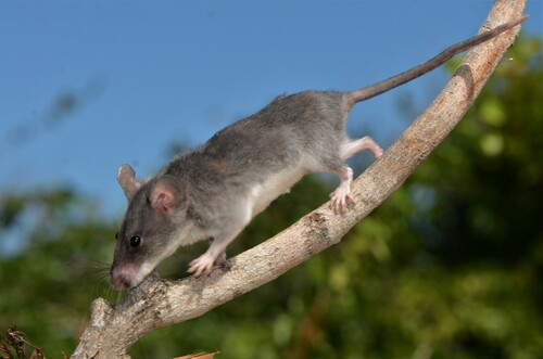Hinde's Pouched Rat