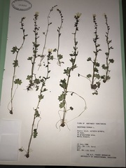 Saxifraga cernua