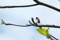 Lonchura leucogastroides