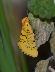 Chrysoecia atrolinea
