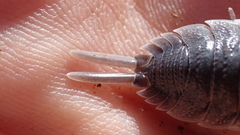 Porcellio hoffmannseggii