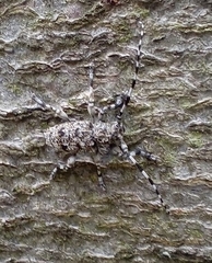 Aegomorphus clavipes