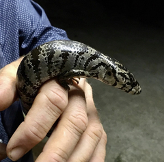 Cyclodomorphus gerrardii