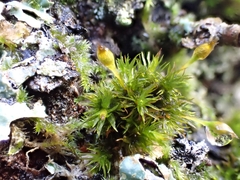 Ulota bruchii