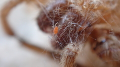Smarididae
