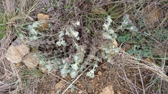 Salvia aethiopis