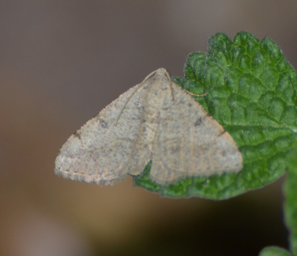 Digrammia minuta