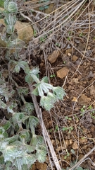 Salvia aethiopis