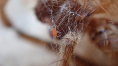 Smarididae