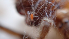Smarididae