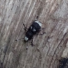 Platystomos albinus