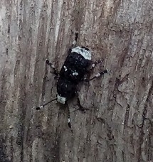 Platystomos albinus
