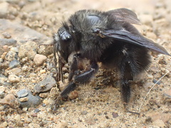 Bombus melaleucus