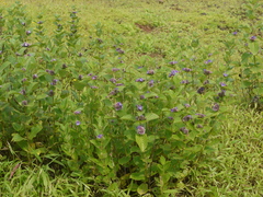 Neuracanthus sphaerostachyus